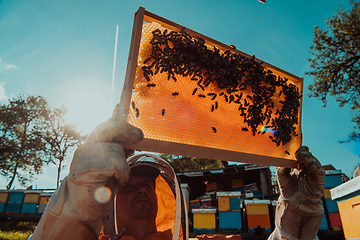 Image showing Wide shot of a beekeeper holding the beehive frame filled with honey against the sunlight in the field full of flowers