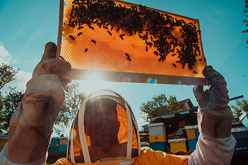 Image showing Wide shot of a beekeeper holding the beehive frame filled with honey against the sunlight in the field full of flowers