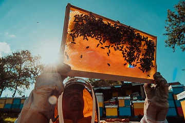 Image showing Wide shot of a beekeeper holding the beehive frame filled with honey against the sunlight in the field full of flowers