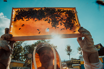 Image showing Wide shot of a beekeeper holding the beehive frame filled with honey against the sunlight in the field full of flowers