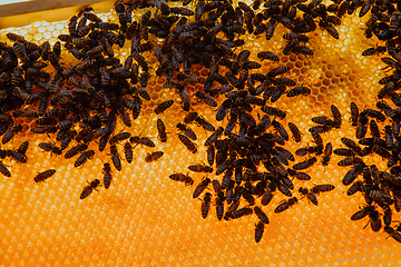 Image showing Close up honeycomb in wooden beehive with bees on it. Apiculture concept.