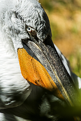 Image showing A pelican head, detail