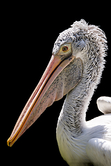 Image showing A pelican head from side view