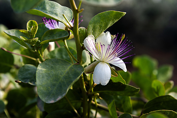 Image showing A flower of a capparis spinosa, the caper bush, also called Flin