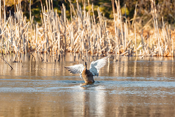 Image showing Female Mallard Duck Flying