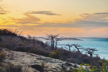 Image showing Baobab tree on sunset against bay of water Madagascar