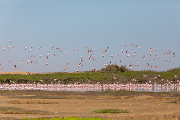 Image showing Rosy Flamingo colony in Walvis Bay Namibia