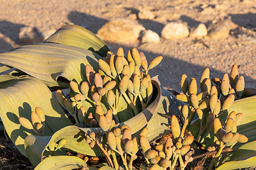 Image showing Welwitschia mirabilis desert plant, Namibia