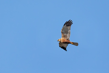 Image showing Birds of prey - Marsh Harrier, Europe Wildlife