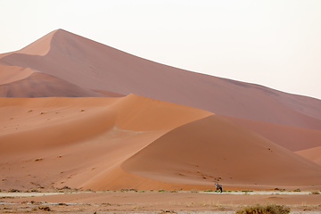 Image showing Dead Vlei landscape in Sossusvlei, Namibia Africa