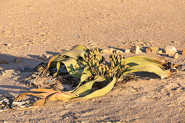 Image showing Welwitschia mirabilis desert plant, Namibia