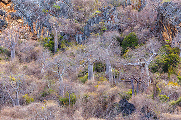 Image showing Baobab tree forest Madagascar