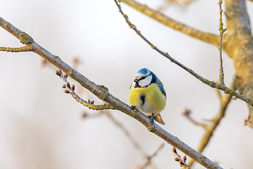 Image showing Eurasian blue tit in the nature