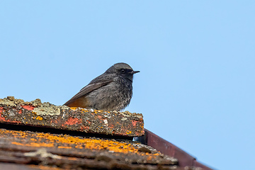 Image showing bird black redstart, Europe wildlife