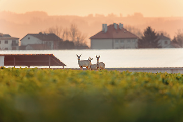 Image showing European roe deer near village europe wildlife