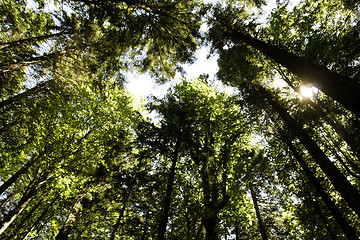 Image showing Forest landscape