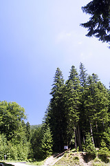 Image showing Forest landscape