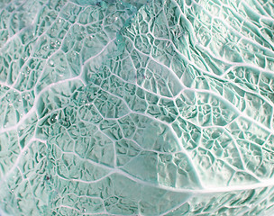 Image showing Green cabbage vegetable