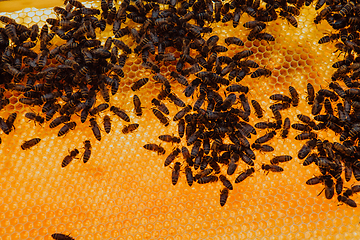 Image showing Close up honeycomb in wooden beehive with bees on it. Apiculture concept.