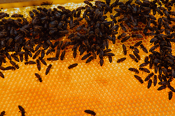 Image showing Close up honeycomb in wooden beehive with bees on it. Apiculture concept.