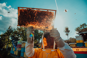 Image showing Wide shot of a beekeeper holding the beehive frame filled with honey against the sunlight in the field full of flowers