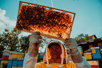 Image showing Wide shot of a beekeeper holding the beehive frame filled with honey against the sunlight in the field full of flowers