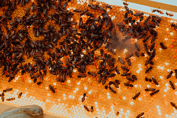 Image showing Close up honeycomb in wooden beehive with bees on it. Apiculture concept.