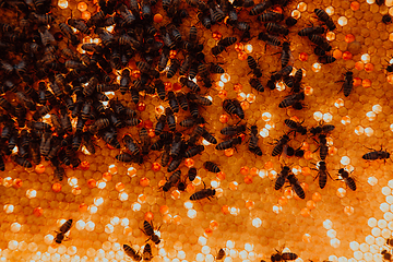 Image showing Close up honeycomb in wooden beehive with bees on it. Apiculture concept.