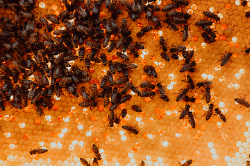 Image showing Close up honeycomb in wooden beehive with bees on it. Apiculture concept.