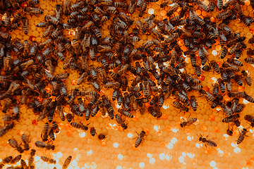 Image showing Close up honeycomb in wooden beehive with bees on it. Apiculture concept.