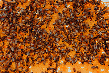 Image showing Close up honeycomb in wooden beehive with bees on it. Apiculture concept.