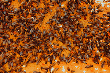 Image showing Close up honeycomb in wooden beehive with bees on it. Apiculture concept.