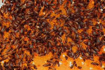 Image showing Close up honeycomb in wooden beehive with bees on it. Apiculture concept.