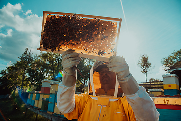 Image showing Wide shot of a beekeeper holding the beehive frame filled with honey against the sunlight in the field full of flowers