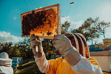 Image showing Wide shot of a beekeeper holding the beehive frame filled with honey against the sunlight in the field full of flowers