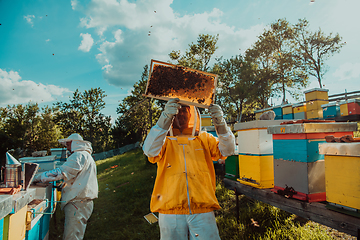 Image showing Beekeepers checking honey on the beehive frame in the field. Small business owners on apiary. Natural healthy food produceris working with bees and beehives on the apiary.