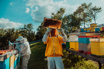 Image showing Beekeepers checking honey on the beehive frame in the field. Small business owners on apiary. Natural healthy food produceris working with bees and beehives on the apiary.