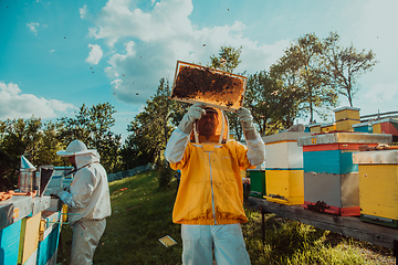 Image showing Beekeepers checking honey on the beehive frame in the field. Small business owners on apiary. Natural healthy food produceris working with bees and beehives on the apiary.