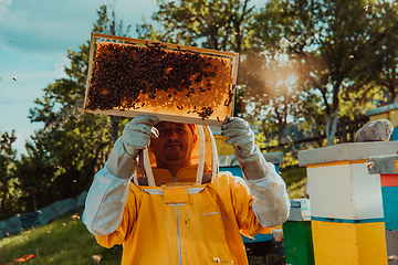 Image showing Beekeepers check the honey on the hive frame in the field. Beekeepers check honey quality and honey parasites. A beekeeper works with bees and beehives in an apiary.