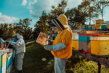 Image showing Beekeepers checking honey on the beehive frame in the field. Small business owners on apiary. Natural healthy food produceris working with bees and beehives on the apiary.