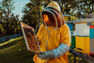 Image showing Beekeepers checking honey on the beehive frame in the field. Small business owners on apiary. Natural healthy food produceris working with bees and beehives on the apiary.