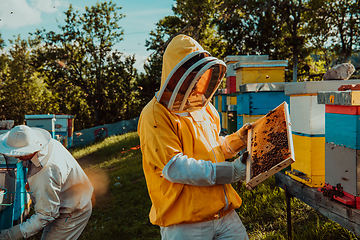 Image showing Beekeepers checking honey on the beehive frame in the field. Small business owners on apiary. Natural healthy food produceris working with bees and beehives on the apiary.