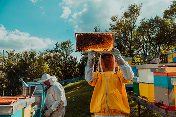 Image showing Beekeepers checking honey on the beehive frame in the field. Small business owners on apiary. Natural healthy food produceris working with bees and beehives on the apiary.