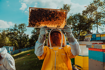 Image showing Wide shot of a beekeeper holding the beehive frame filled with honey against the sunlight in the field full of flowers