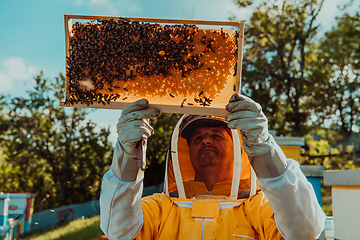 Image showing Beekeeper holding the beehive frame filled with honey against the sunlight in the field full of flowers