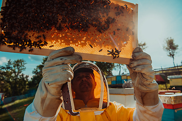 Image showing Wide shot of a beekeeper holding the beehive frame filled with honey against the sunlight in the field full of flowers