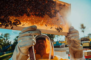 Image showing Wide shot of a beekeeper holding the beehive frame filled with honey against the sunlight in the field full of flowers