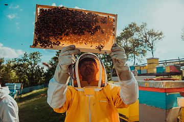 Image showing Wide shot of a beekeeper holding the beehive frame filled with honey against the sunlight in the field full of flowers