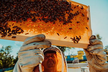 Image showing Wide shot of a beekeeper holding the beehive frame filled with honey against the sunlight in the field full of flowers