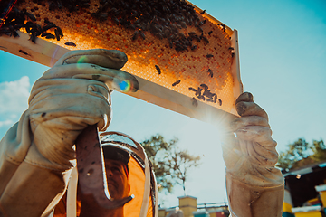 Image showing Wide shot of a beekeeper holding the beehive frame filled with honey against the sunlight in the field full of flowers